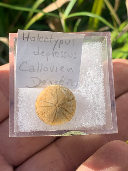Oursin fossilisé aussi appelé 'échinide fossile', de 16 mm de diamètre x 10 - 2,4 grammes. Vendu avec boite 'loupe', parfait pour collection, exposition...
