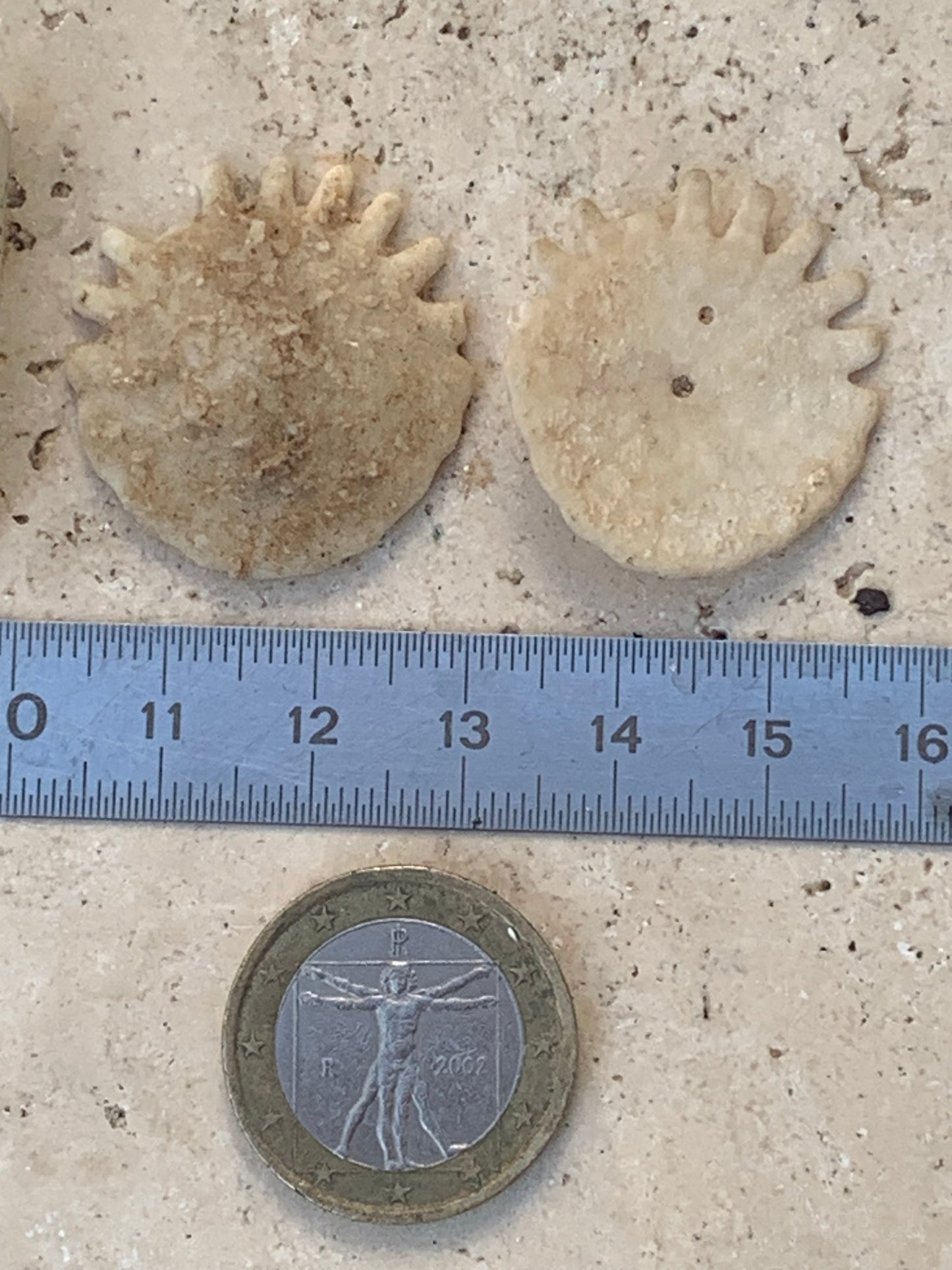 Oursin de Mauritanie aussi appelé 'échinide fossile', de 29 mm de diamètre x 5 - 3 grammes. Spècimen percé au centre pour bijouterie ou parfait pour collection, exposition...