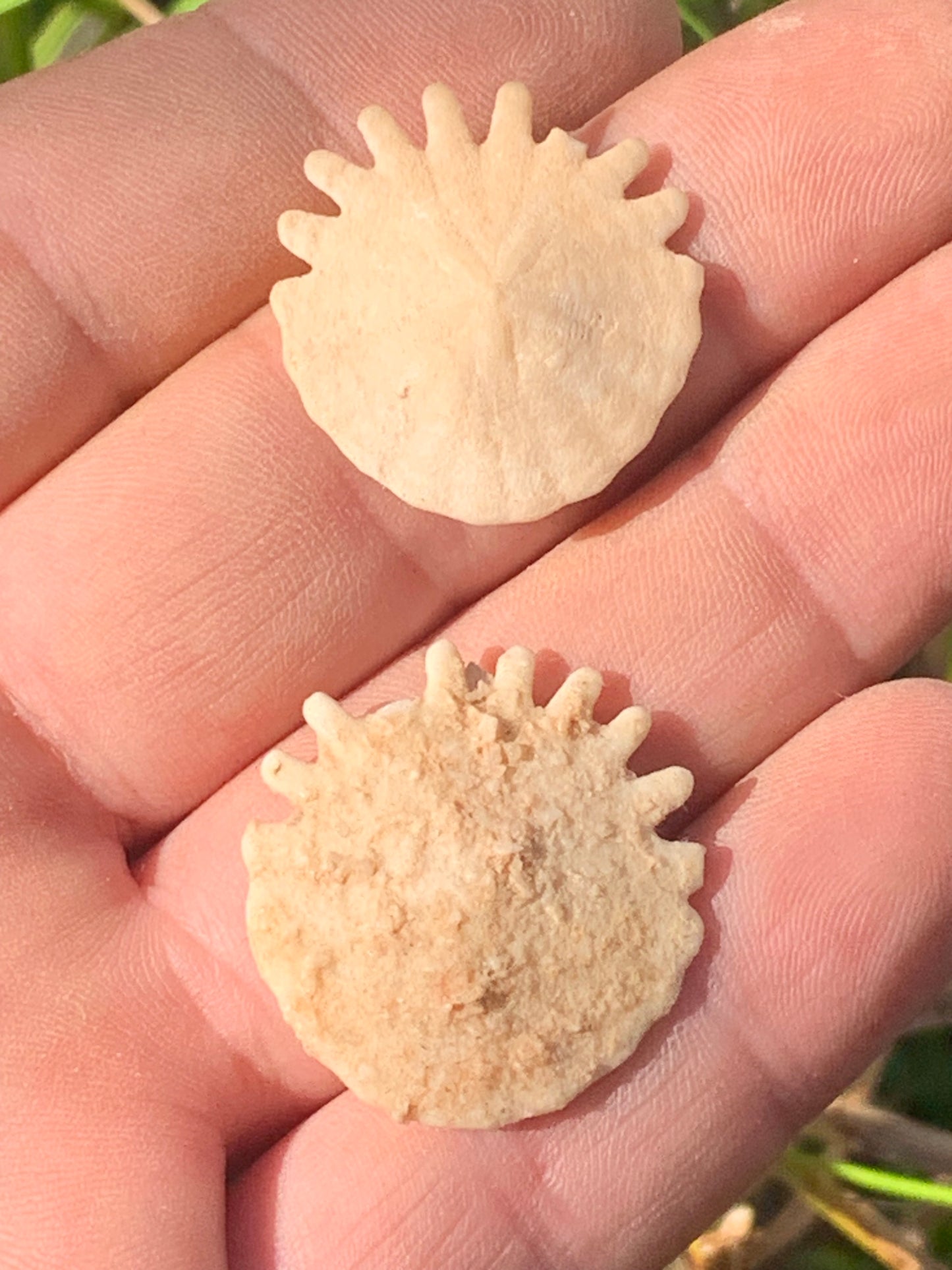 Oursin de Mauritanie aussi appelé 'échinide fossile', de 29 mm de diamètre x 5 - 3 grammes. Spècimen percé au centre pour bijouterie ou parfait pour collection, exposition...