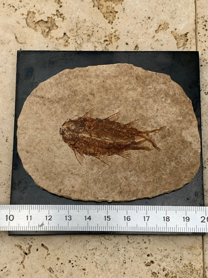 Poisson fossilisé "Knigtia Eocaena" sur plaque de grès de 9,5 x 7,5 x 0,5 centimètres / 51 grammes. Parfait pour décoration, collection ou exposition...