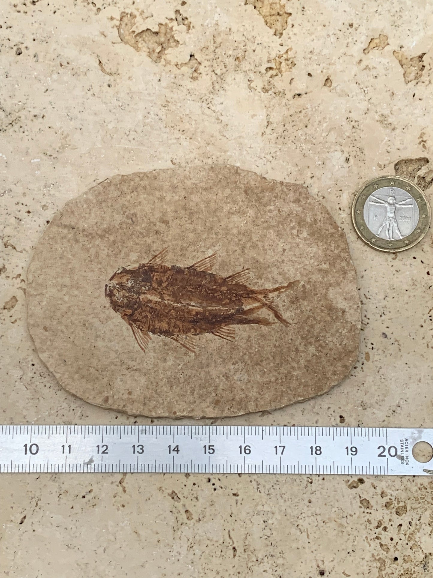 Poisson fossilisé "Knigtia Eocaena" sur plaque de grès de 9,5 x 7,5 x 0,5 centimètres / 51 grammes. Parfait pour décoration, collection ou exposition...