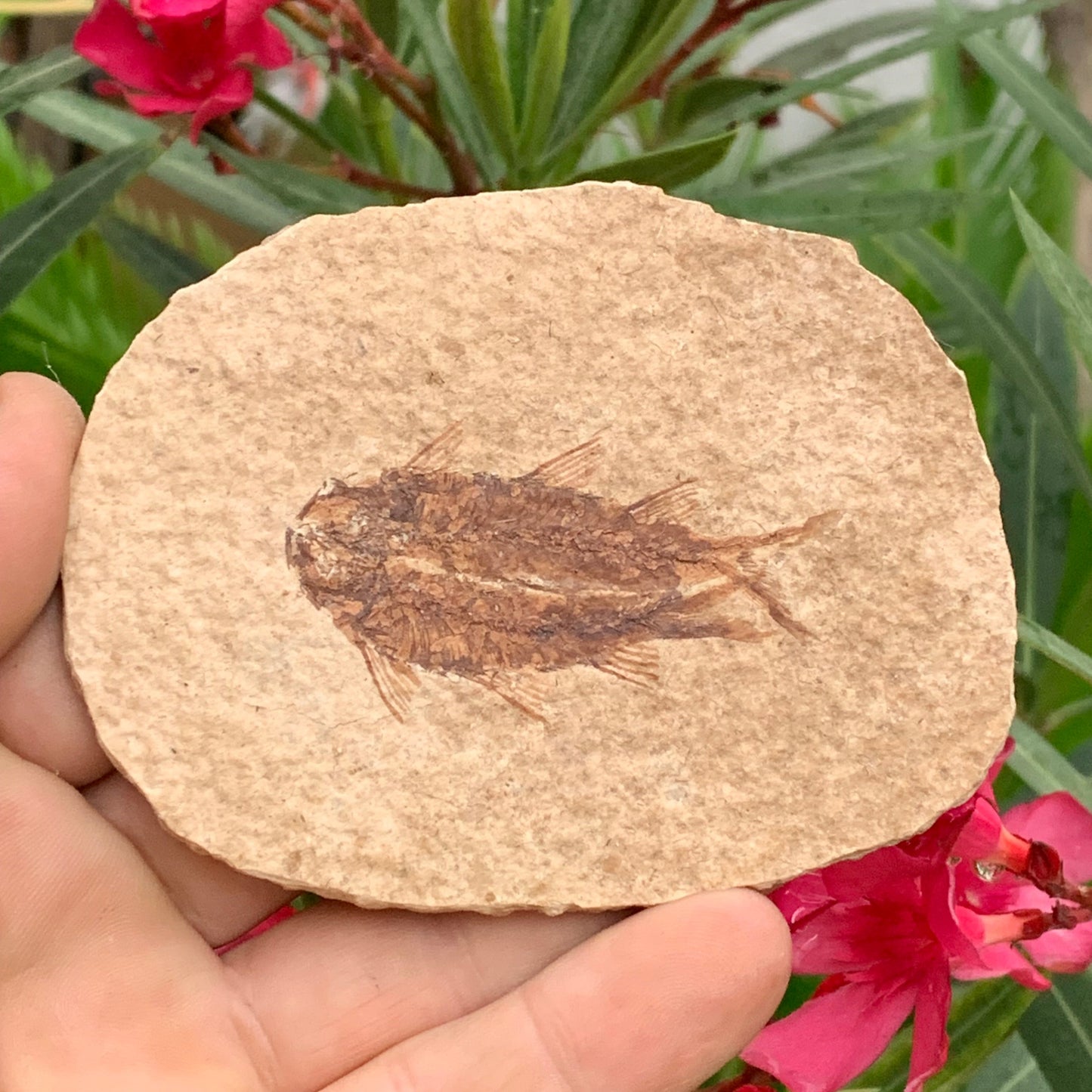Poisson fossilisé "Knigtia Eocaena" sur plaque de grès de 9,5 x 7,5 x 0,5 centimètres / 51 grammes. Parfait pour décoration, collection ou exposition...