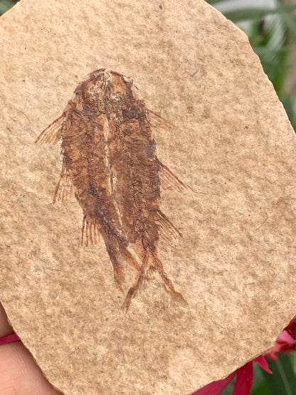 Poisson fossilisé "Knigtia Eocaena" sur plaque de grès de 9,5 x 7,5 x 0,5 centimètres / 51 grammes. Parfait pour décoration, collection ou exposition...
