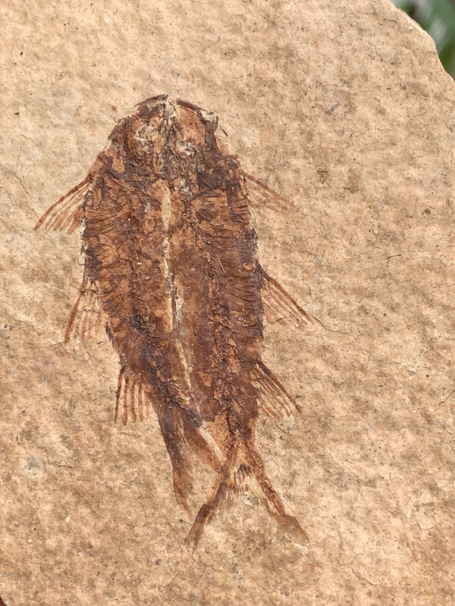 Poisson fossilisé "Knigtia Eocaena" sur plaque de grès de 9,5 x 7,5 x 0,5 centimètres / 51 grammes. Parfait pour décoration, collection ou exposition...