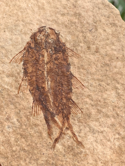 Poisson fossilisé "Knigtia Eocaena" sur plaque de grès de 9,5 x 7,5 x 0,5 centimètres / 51 grammes. Parfait pour décoration, collection ou exposition...