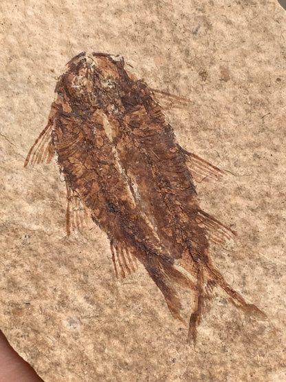 Poisson fossilisé "Knigtia Eocaena" sur plaque de grès de 9,5 x 7,5 x 0,5 centimètres / 51 grammes. Parfait pour décoration, collection ou exposition...