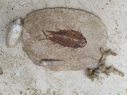 Poisson fossilisé "Knigtia Eocaena" sur plaque de grès de 9,5 x 7,5 x 0,5 centimètres / 51 grammes. Parfait pour décoration, collection ou exposition...