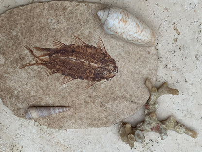 Poisson fossilisé "Knigtia Eocaena" sur plaque de grès de 9,5 x 7,5 x 0,5 centimètres / 51 grammes. Parfait pour décoration, collection ou exposition...