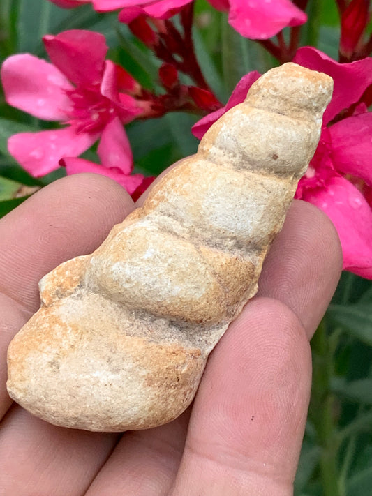 Coquillage fossile en calcaire, type Turritelle, de 68 x 30 x 22 millimètres / 33,8 grammes. Parfait pour décoration, collection ou exposition...