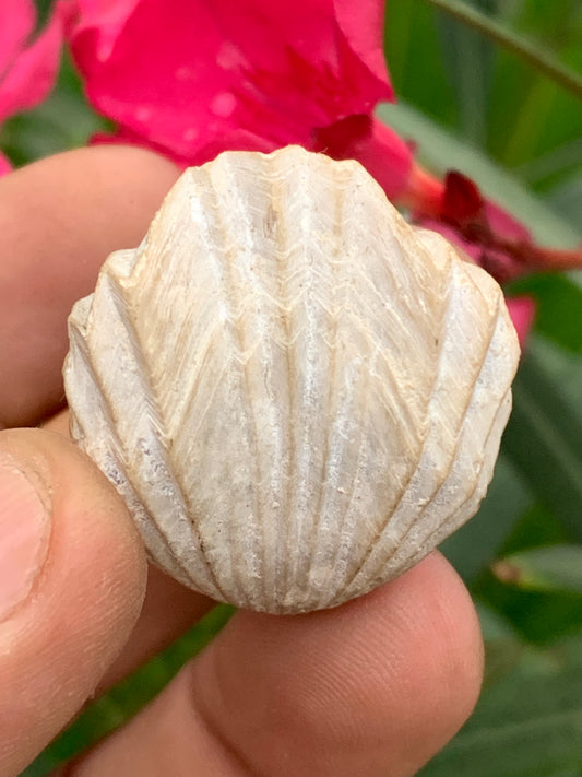 Coquillage bivalve fossile en calcaire de 34 x 31 x 31 millimètres / 31,7 grammes. Parfait pour décoration, collection ou exposition...