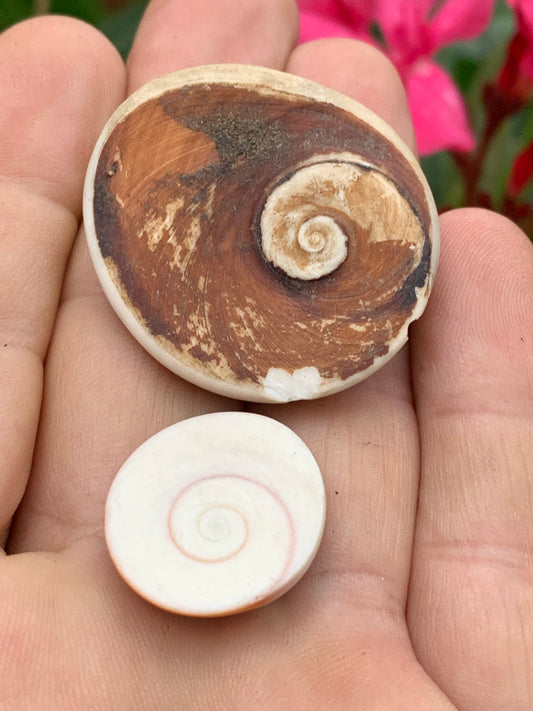 Coquillage, Oeil de Sainte Lucie, de 38mm x34 x14 et 22 x20 x8 / 19,8 et 4,3 grammes. Parfait pour bijouterie, décoration, collection ou exposition...