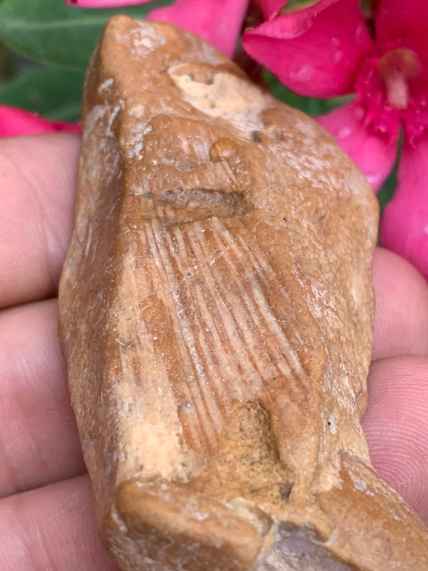 Poisson fossilisé de 7,4 x 3,6 x 1,7 centimètres / 44,7 grammes. Parfait pour décoration, collection ou exposition...