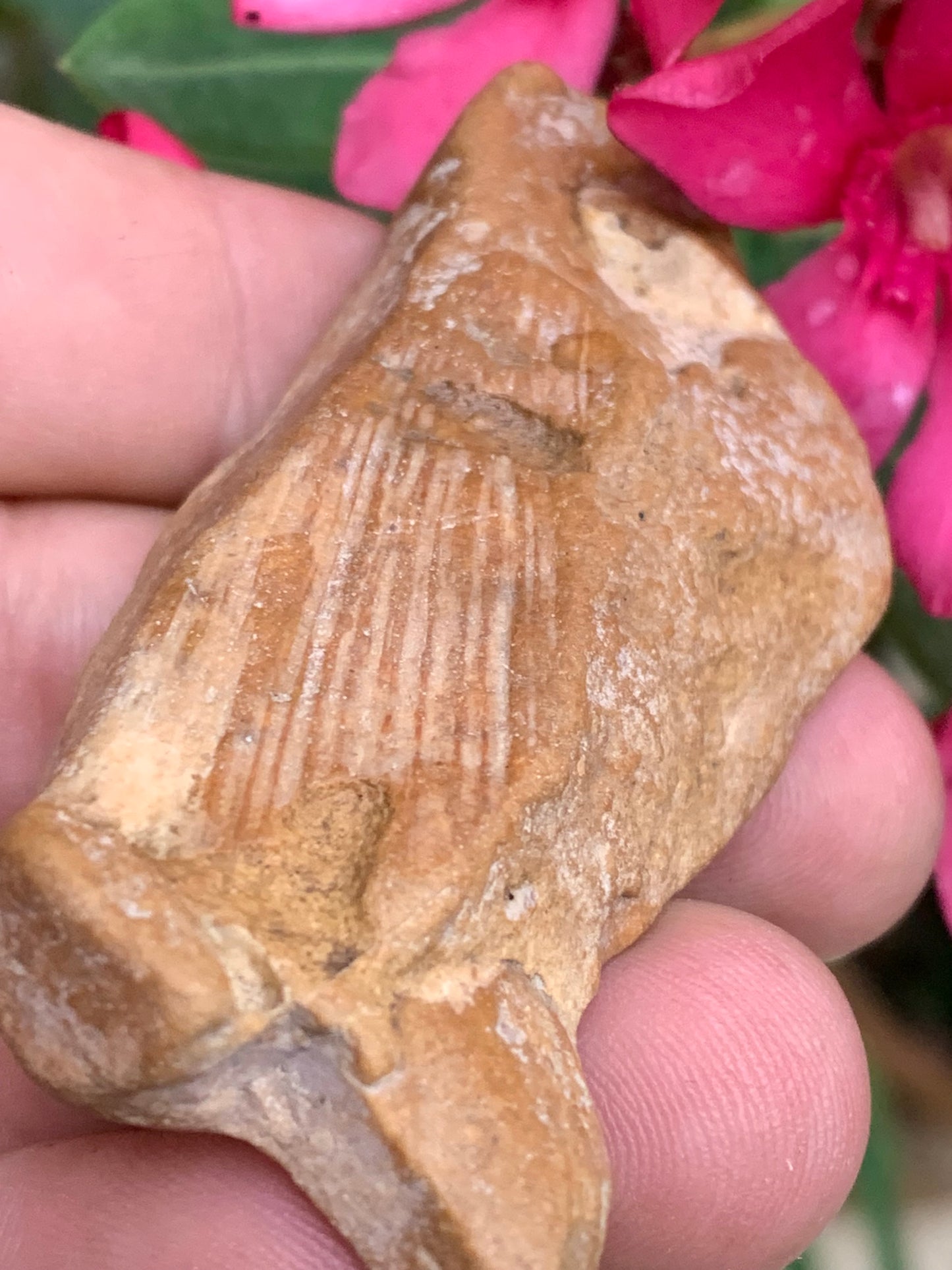 Poisson fossilisé de 7,4 x 3,6 x 1,7 centimètres / 44,7 grammes. Parfait pour décoration, collection ou exposition...