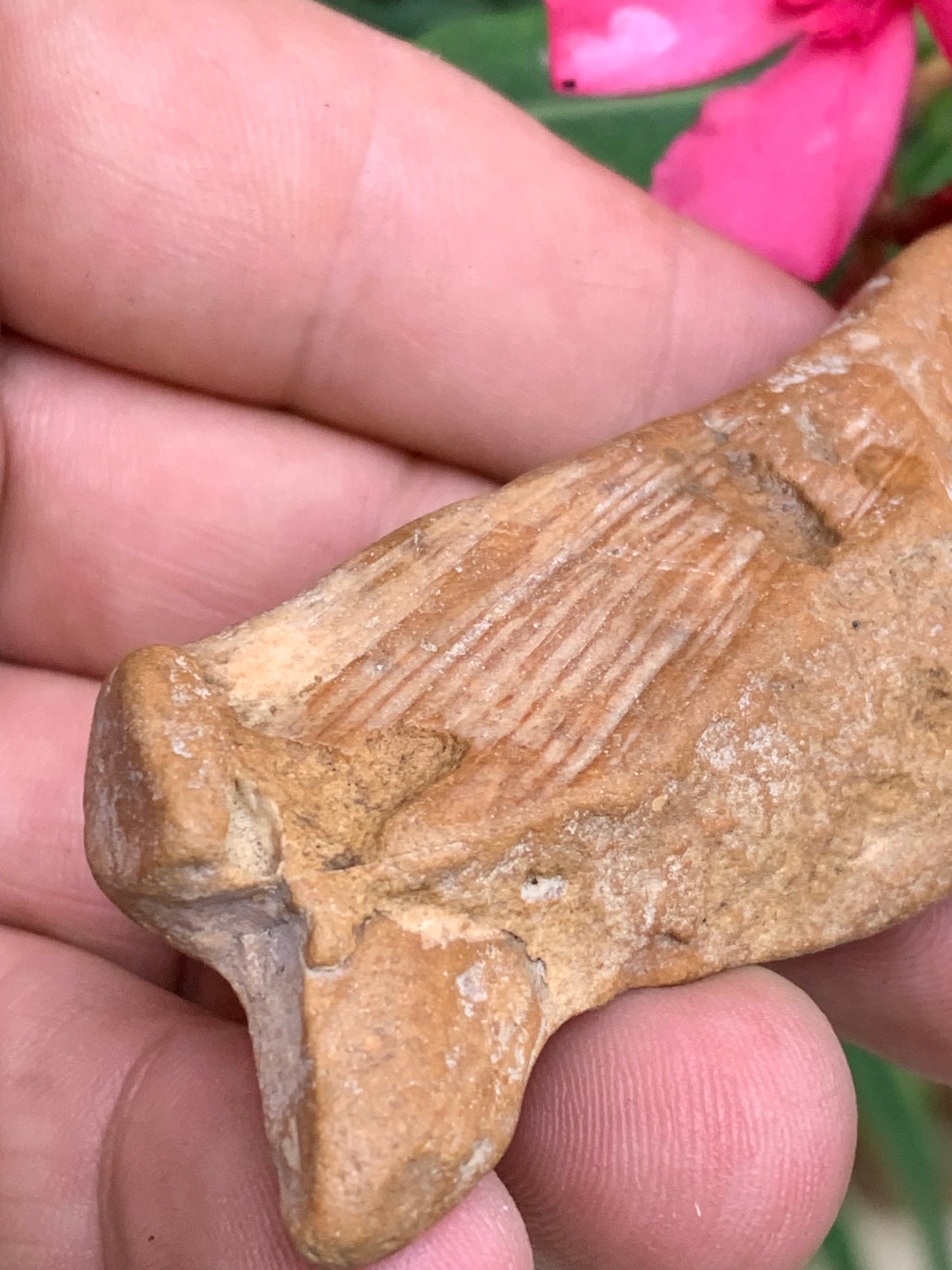 Poisson fossilisé de 7,4 x 3,6 x 1,7 centimètres / 44,7 grammes. Parfait pour décoration, collection ou exposition...