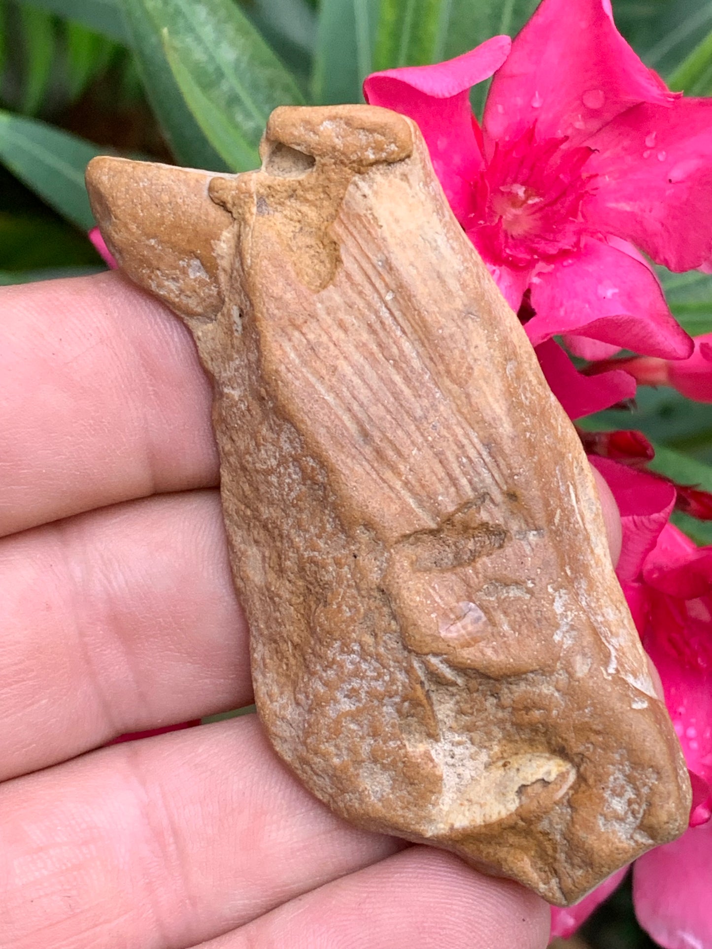 Poisson fossilisé de 7,4 x 3,6 x 1,7 centimètres / 44,7 grammes. Parfait pour décoration, collection ou exposition...