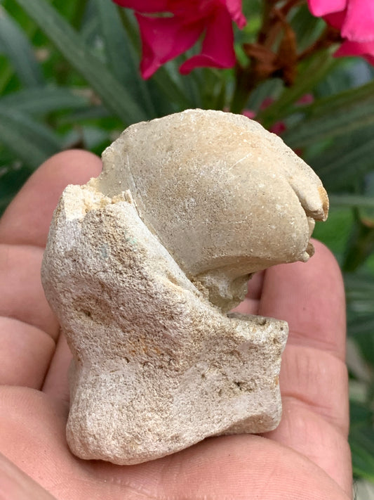 Dent fossile en calcaire, de 58mm x47 x36 / 85,9 grammes. Parfait pour étude, collection ou exposition..
