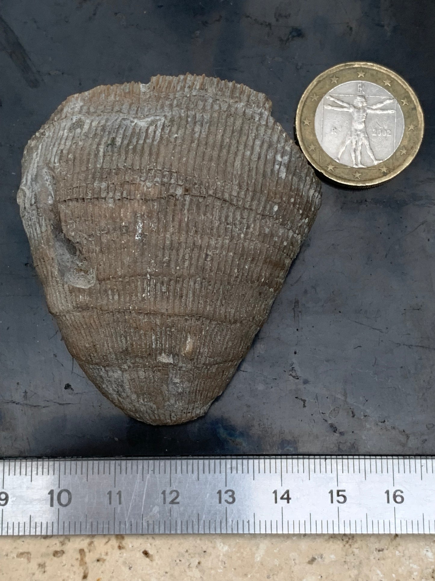 Corail rugueux fossile, de 60mm x50 x30 / 85,6 grammes. Parfait pour étude, collection ou exposition...