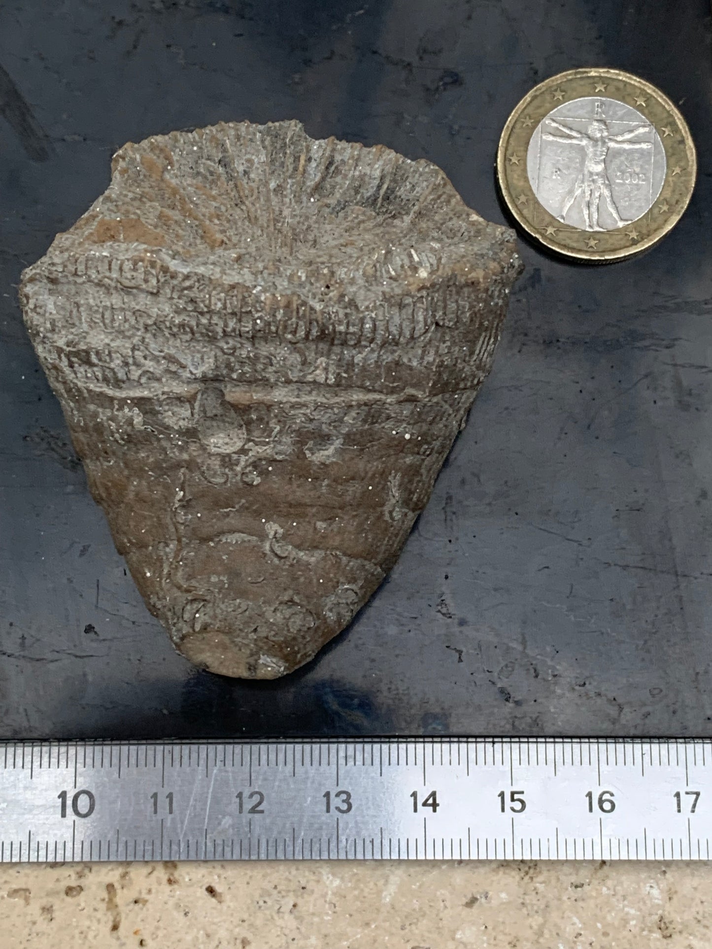 Corail rugueux fossile, de 60mm x50 x30 / 85,6 grammes. Parfait pour étude, collection ou exposition...