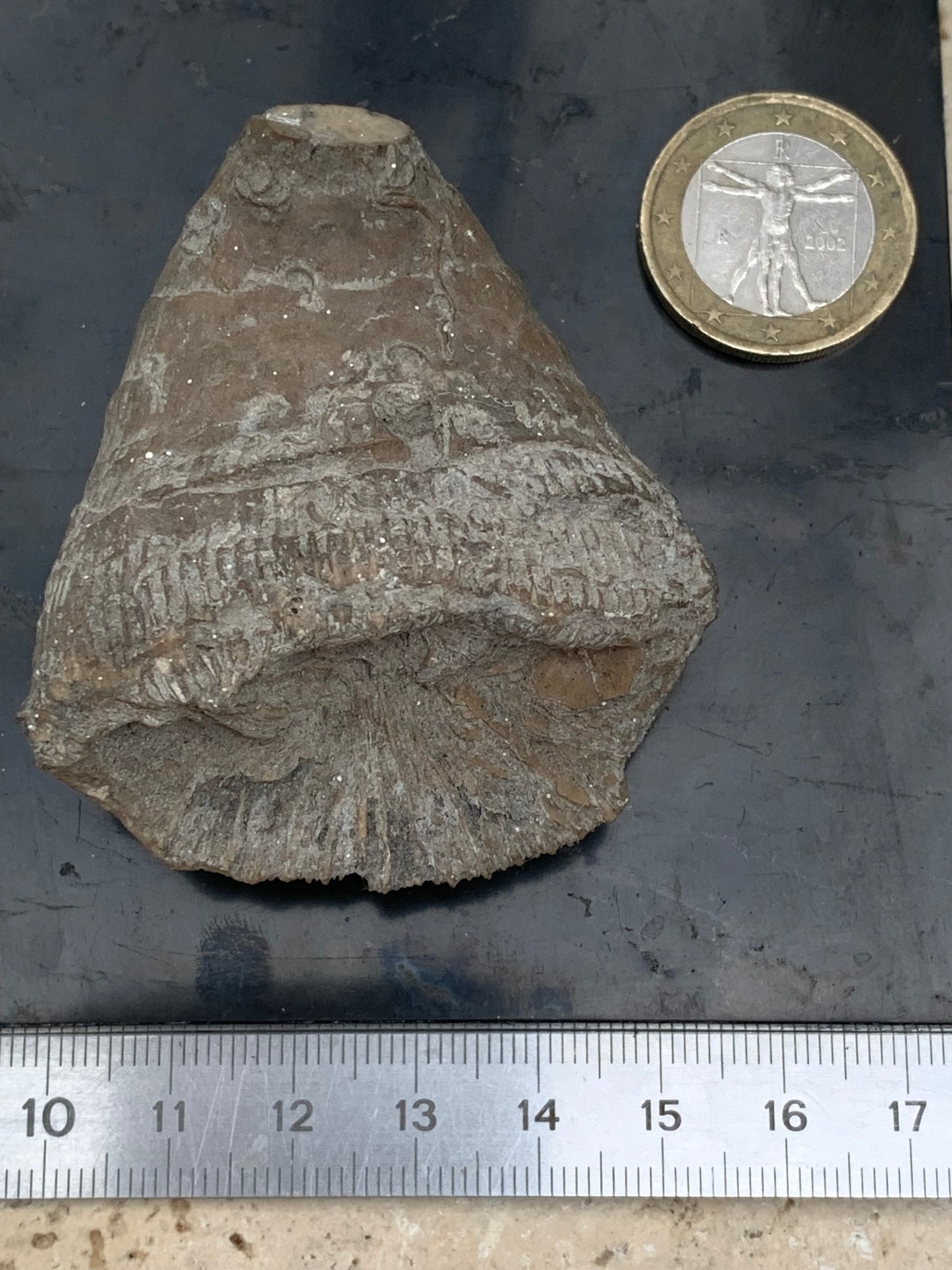 Corail rugueux fossile, de 60mm x50 x30 / 85,6 grammes. Parfait pour étude, collection ou exposition...