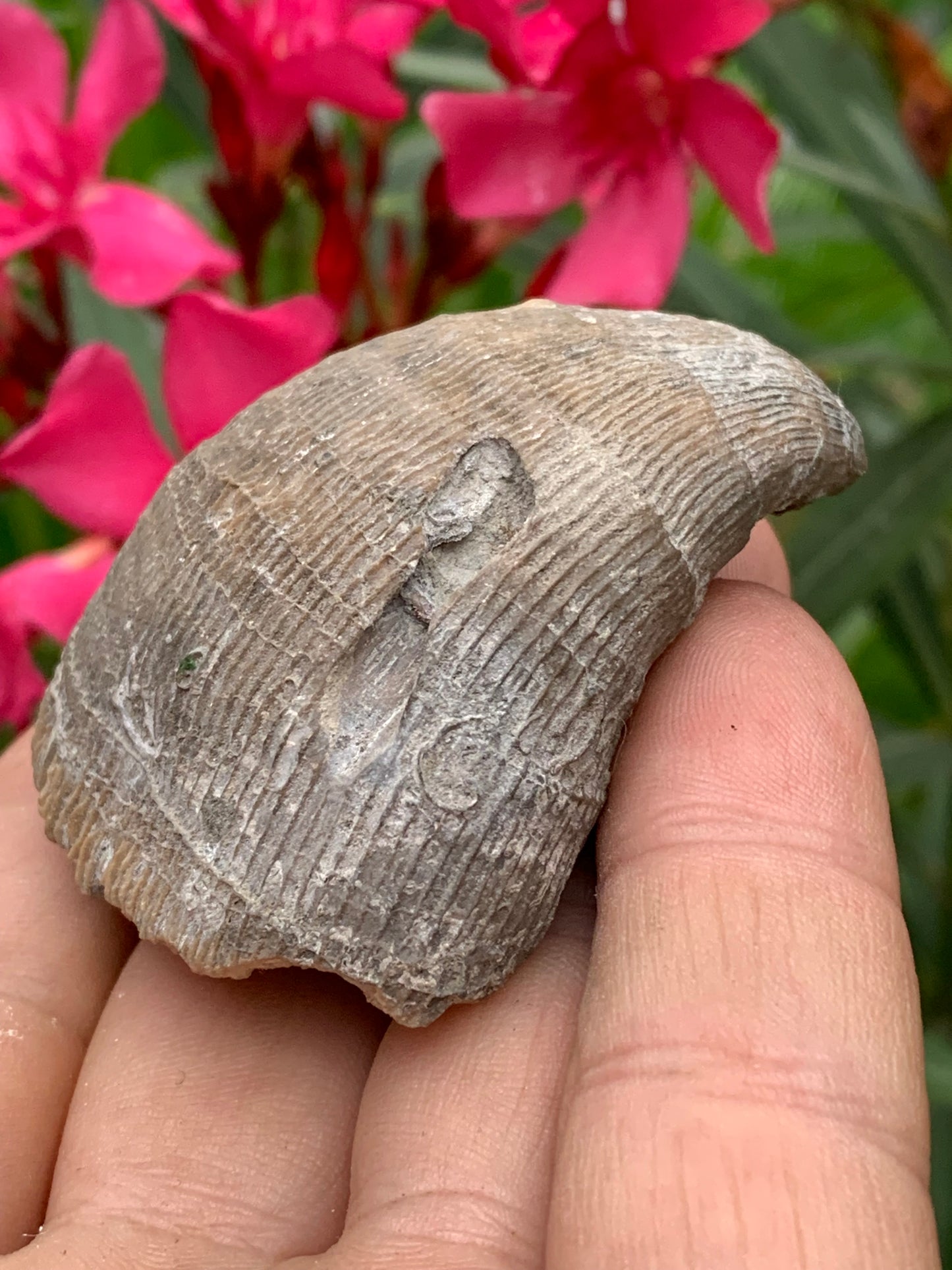 Corail rugueux fossile, de 60mm x50 x30 / 85,6 grammes. Parfait pour étude, collection ou exposition...