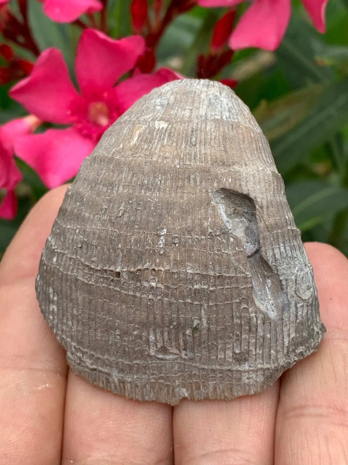 Corail rugueux fossile, de 60mm x50 x30 / 85,6 grammes. Parfait pour étude, collection ou exposition...