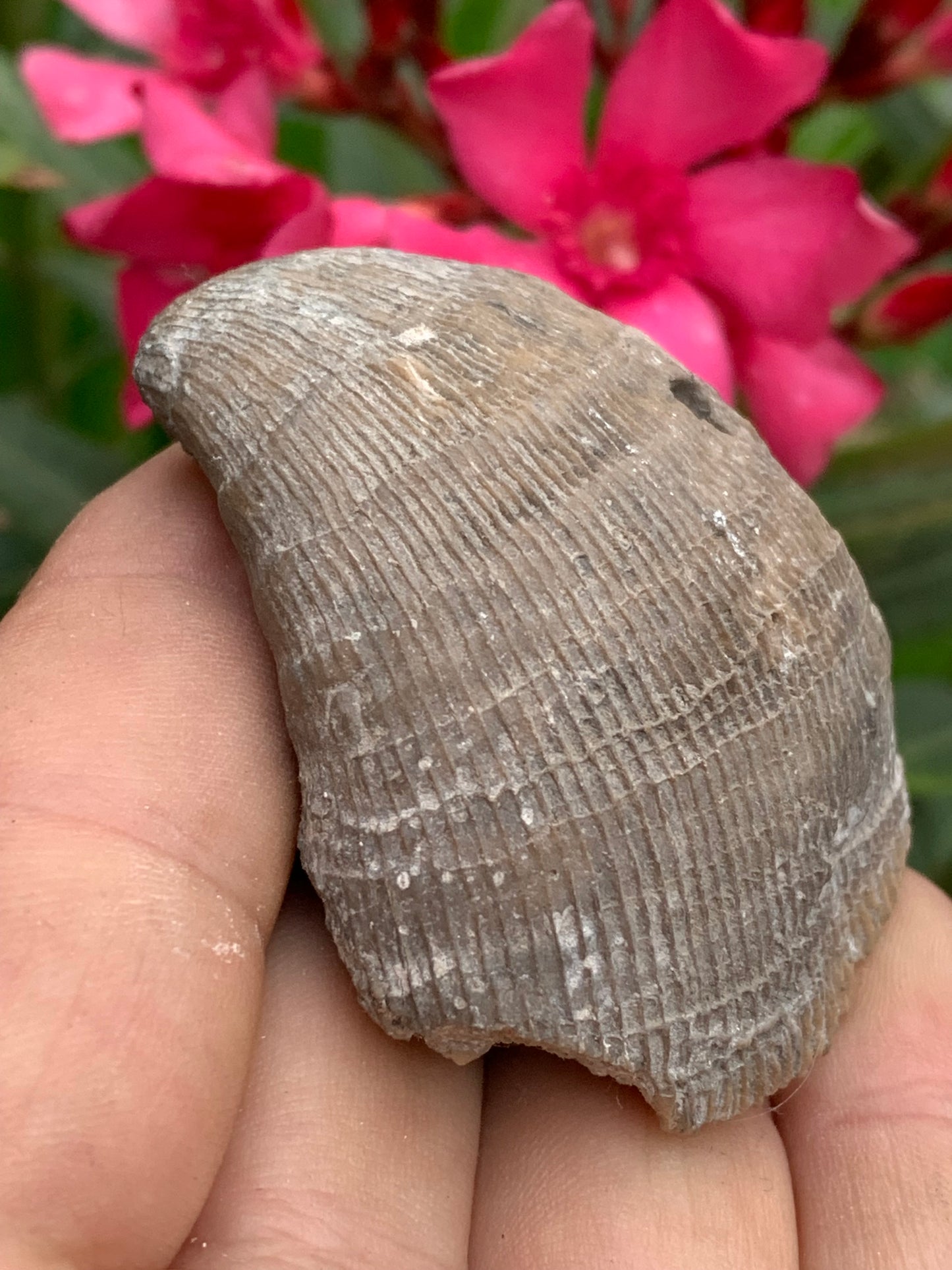 Corail rugueux fossile, de 60mm x50 x30 / 85,6 grammes. Parfait pour étude, collection ou exposition...