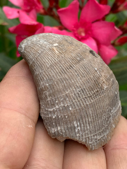 Corail rugueux fossile, de 60mm x50 x30 / 85,6 grammes. Parfait pour étude, collection ou exposition...