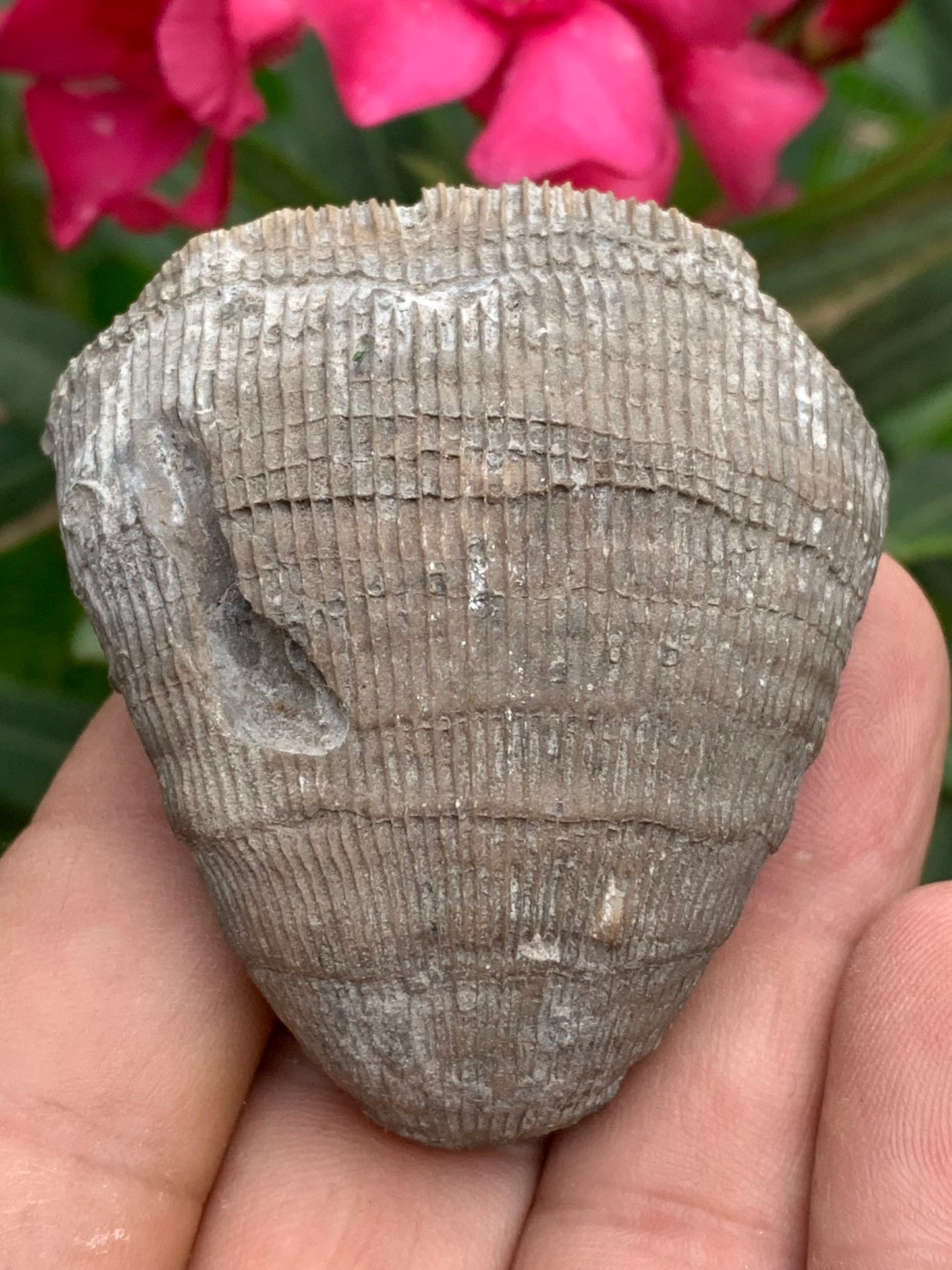 Corail rugueux fossile, de 60mm x50 x30 / 85,6 grammes. Parfait pour étude, collection ou exposition...