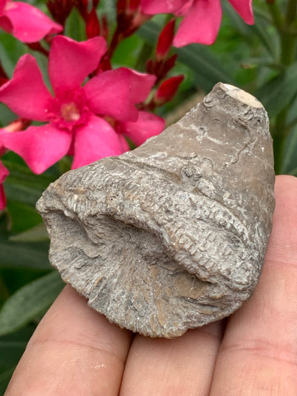 Corail rugueux fossile, de 60mm x50 x30 / 85,6 grammes. Parfait pour étude, collection ou exposition...