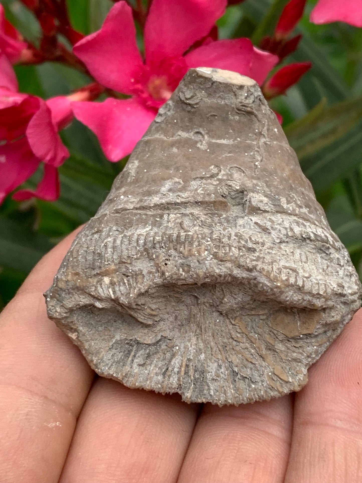 Corail rugueux fossile, de 60mm x50 x30 / 85,6 grammes. Parfait pour étude, collection ou exposition...
