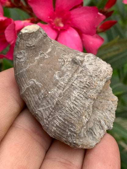 Corail rugueux fossile, de 60mm x50 x30 / 85,6 grammes. Parfait pour étude, collection ou exposition...