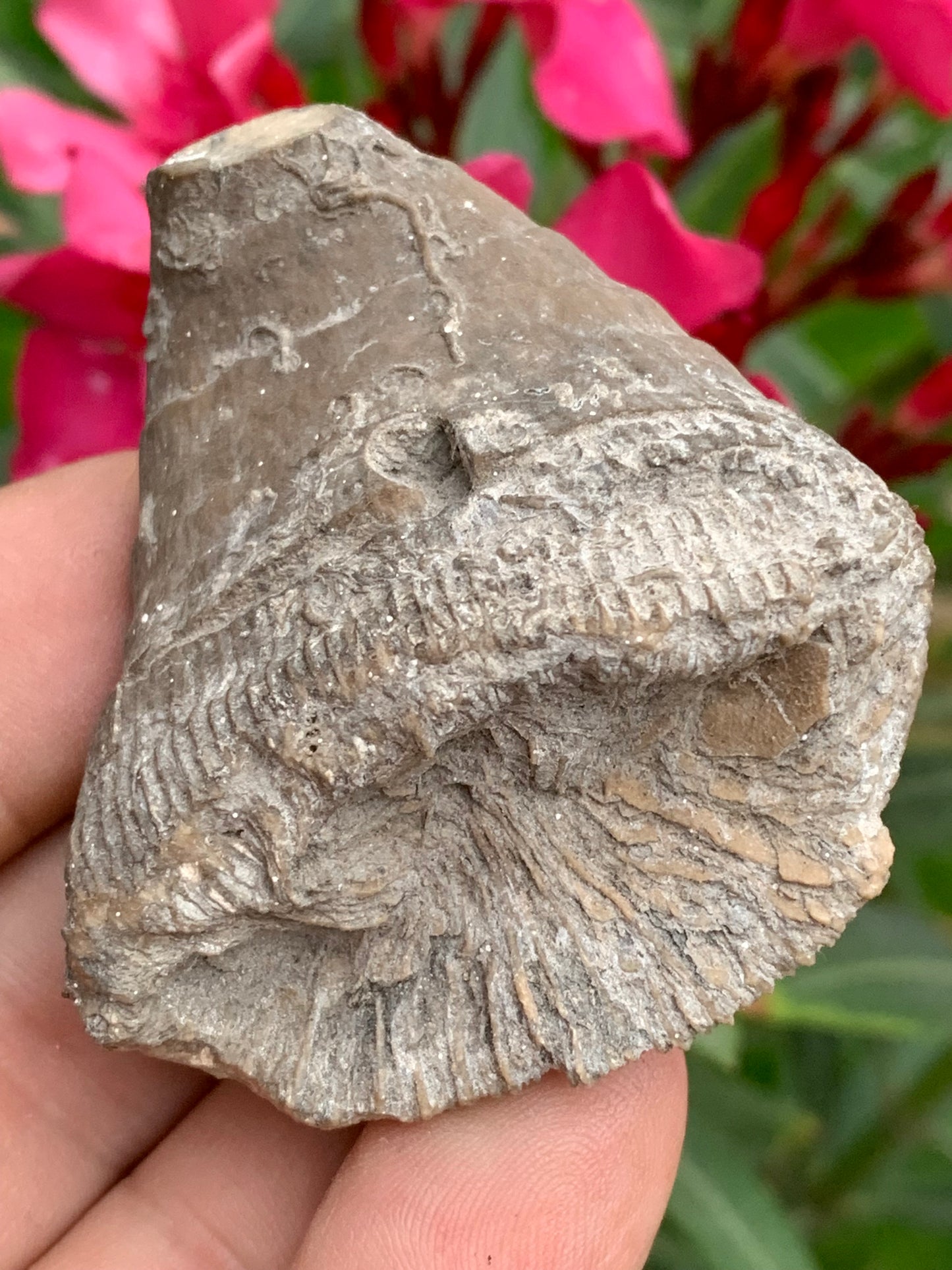 Corail rugueux fossile, de 60mm x50 x30 / 85,6 grammes. Parfait pour étude, collection ou exposition...