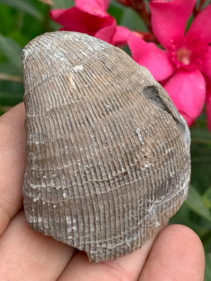 Corail rugueux fossile, de 60mm x50 x30 / 85,6 grammes. Parfait pour étude, collection ou exposition...