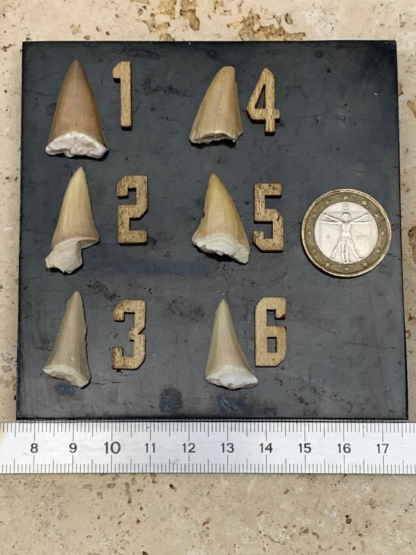 Dent fossile de requin, 'Odontaspissud, Lamnaserata' (Maroc), 6 pièces au choix de 27mm x14 x6 environ / 2 grammes environ. Parfait pour étude, collection ou exposition...