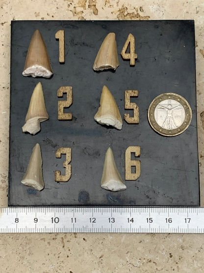 Dent fossile de requin, 'Odontaspissud, Lamnaserata' (Maroc), 6 pièces au choix de 27mm x14 x6 environ / 2 grammes environ. Parfait pour étude, collection ou exposition...