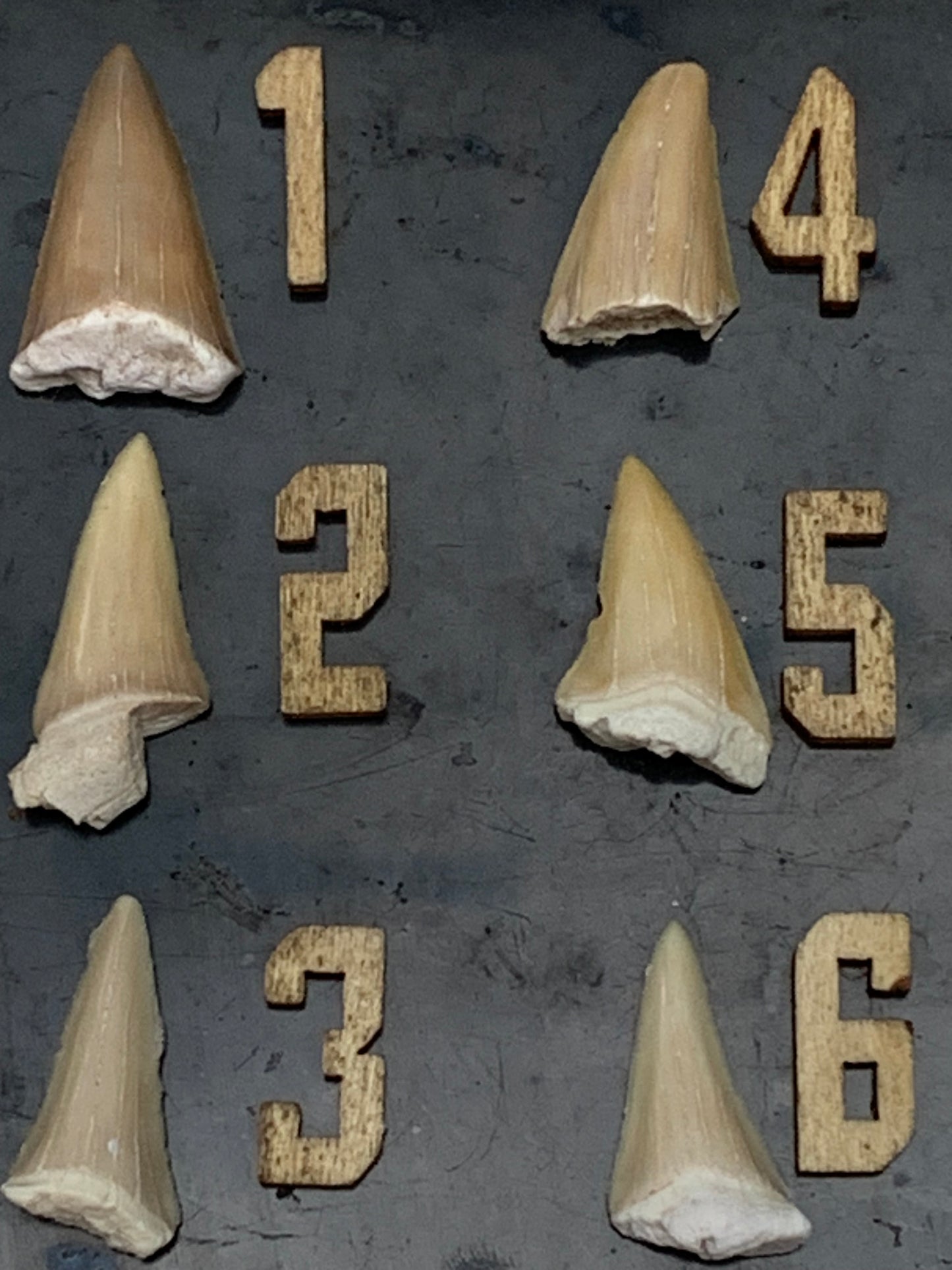 Dent fossile de requin, 'Odontaspissud, Lamnaserata' (Maroc), 6 pièces au choix de 27mm x14 x6 environ / 2 grammes environ. Parfait pour étude, collection ou exposition...