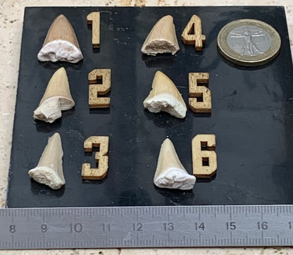 Dent fossile de requin, 'Odontaspissud, Lamnaserata' (Maroc), 6 pièces au choix de 27mm x14 x6 environ / 2 grammes environ. Parfait pour étude, collection ou exposition...