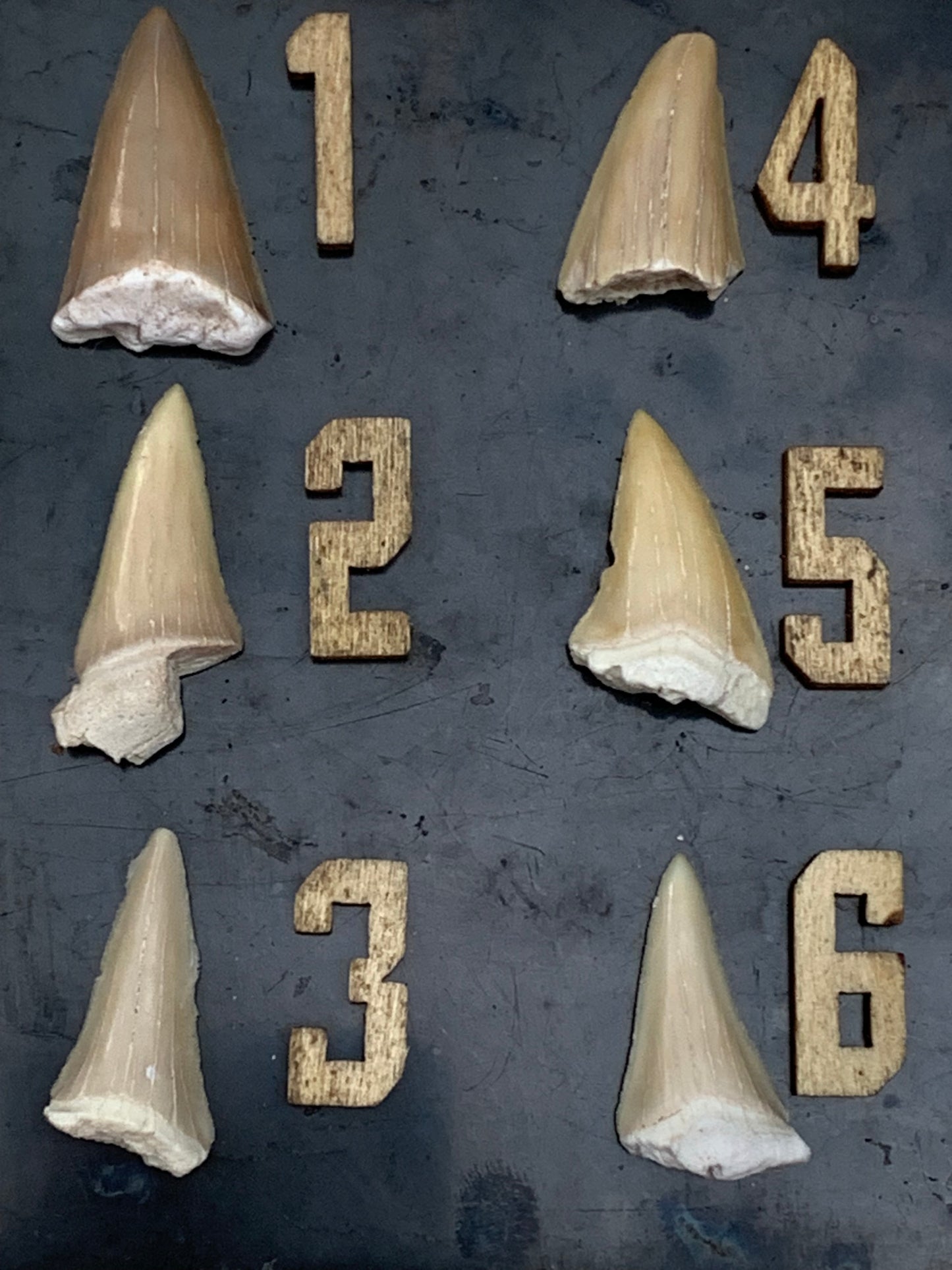 Dent fossile de requin, 'Odontaspissud, Lamnaserata' (Maroc), 6 pièces au choix de 27mm x14 x6 environ / 2 grammes environ. Parfait pour étude, collection ou exposition...