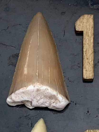 Dent fossile de requin, 'Odontaspissud, Lamnaserata' (Maroc), 6 pièces au choix de 27mm x14 x6 environ / 2 grammes environ. Parfait pour étude, collection ou exposition...