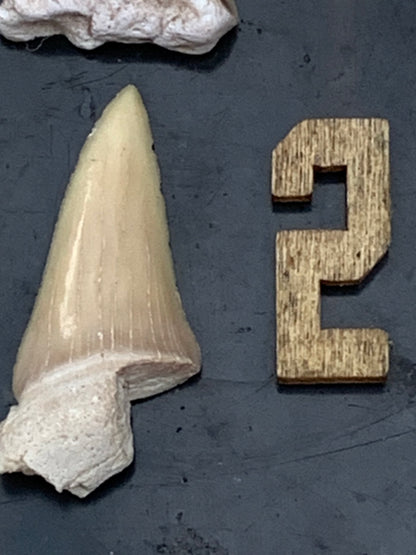 Dent fossile de requin, 'Odontaspissud, Lamnaserata' (Maroc), 6 pièces au choix de 27mm x14 x6 environ / 2 grammes environ. Parfait pour étude, collection ou exposition...