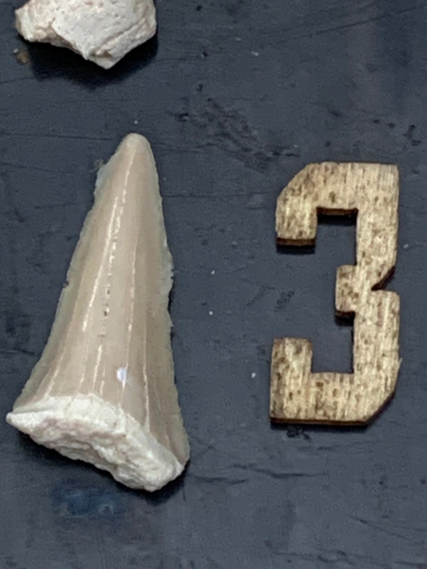 Dent fossile de requin, 'Odontaspissud, Lamnaserata' (Maroc), 6 pièces au choix de 27mm x14 x6 environ / 2 grammes environ. Parfait pour étude, collection ou exposition...