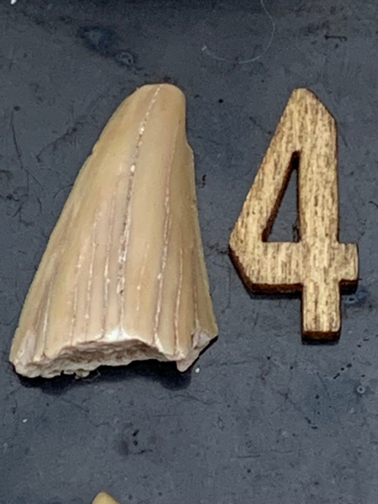 Dent fossile de requin, 'Odontaspissud, Lamnaserata' (Maroc), 6 pièces au choix de 27mm x14 x6 environ / 2 grammes environ. Parfait pour étude, collection ou exposition...