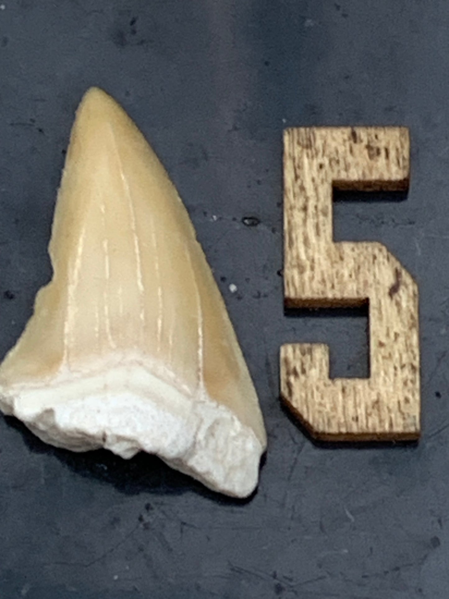 Dent fossile de requin, 'Odontaspissud, Lamnaserata' (Maroc), 6 pièces au choix de 27mm x14 x6 environ / 2 grammes environ. Parfait pour étude, collection ou exposition...
