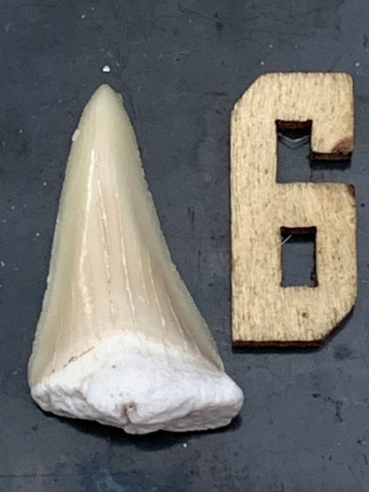 Dent fossile de requin, 'Odontaspissud, Lamnaserata' (Maroc), 6 pièces au choix de 27mm x14 x6 environ / 2 grammes environ. Parfait pour étude, collection ou exposition...