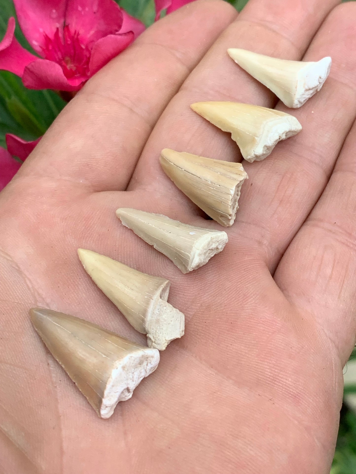 Dent fossile de requin, 'Odontaspissud, Lamnaserata' (Maroc), 6 pièces au choix de 27mm x14 x6 environ / 2 grammes environ. Parfait pour étude, collection ou exposition...