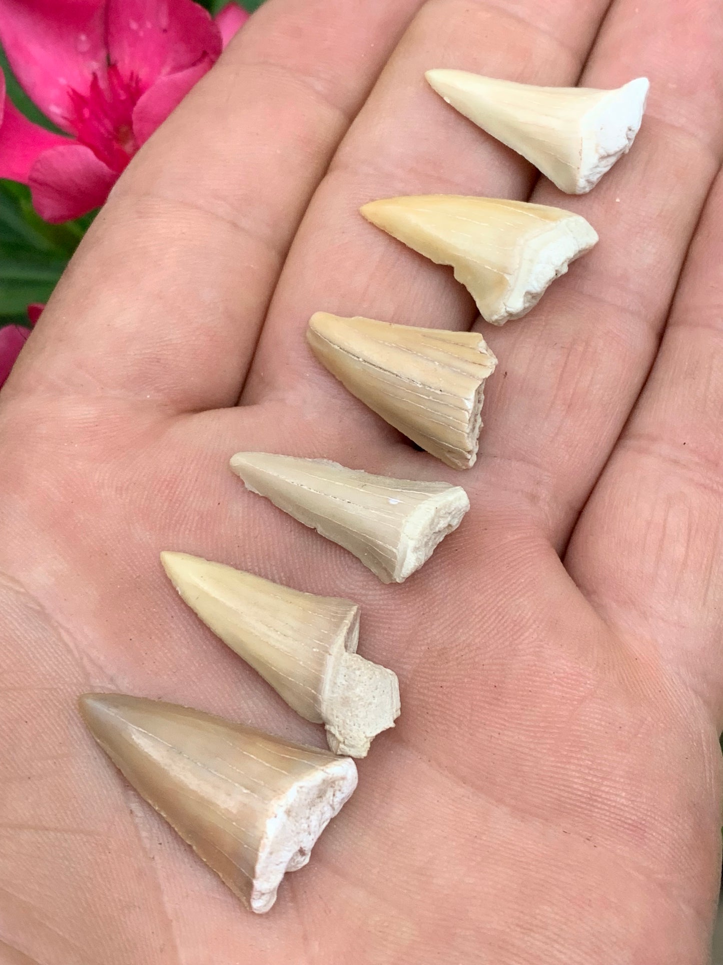 Dent fossile de requin, 'Odontaspissud, Lamnaserata' (Maroc), 6 pièces au choix de 27mm x14 x6 environ / 2 grammes environ. Parfait pour étude, collection ou exposition...