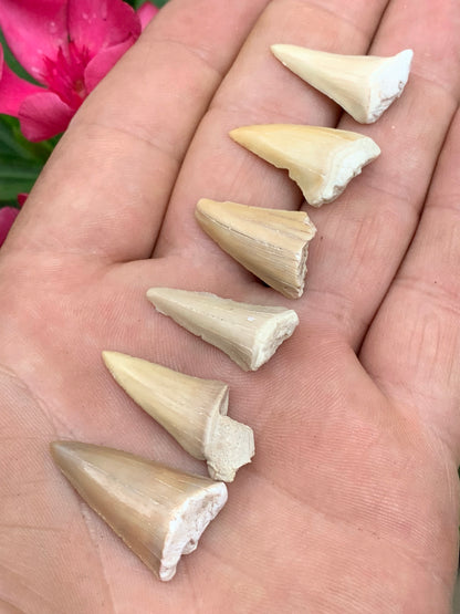 Dent fossile de requin, 'Odontaspissud, Lamnaserata' (Maroc), 6 pièces au choix de 27mm x14 x6 environ / 2 grammes environ. Parfait pour étude, collection ou exposition...