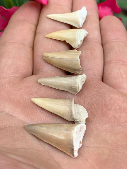 Dent fossile de requin, 'Odontaspissud, Lamnaserata' (Maroc), 6 pièces au choix de 27mm x14 x6 environ / 2 grammes environ. Parfait pour étude, collection ou exposition...
