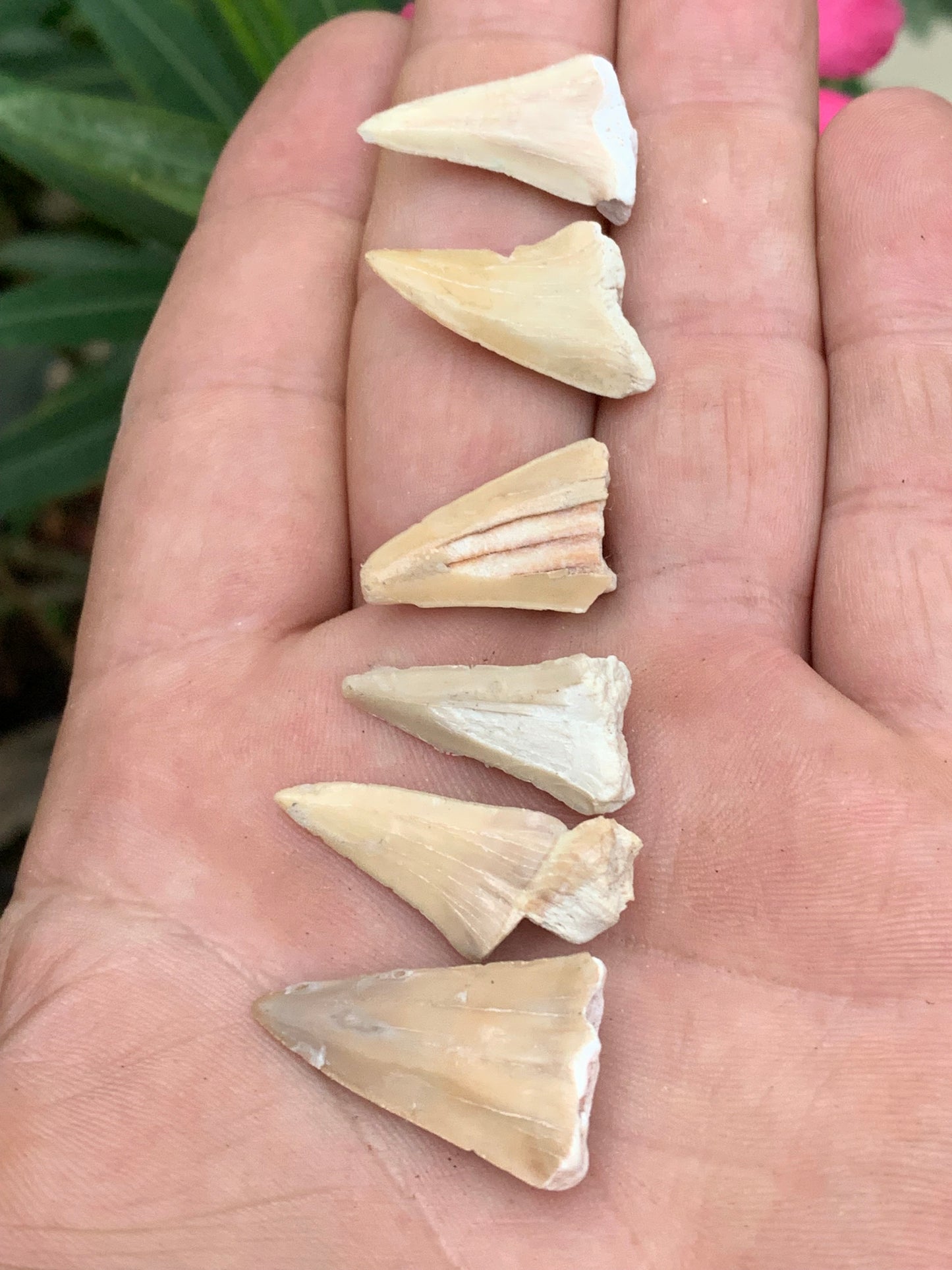 Dent fossile de requin, 'Odontaspissud, Lamnaserata' (Maroc), 6 pièces au choix de 27mm x14 x6 environ / 2 grammes environ. Parfait pour étude, collection ou exposition...