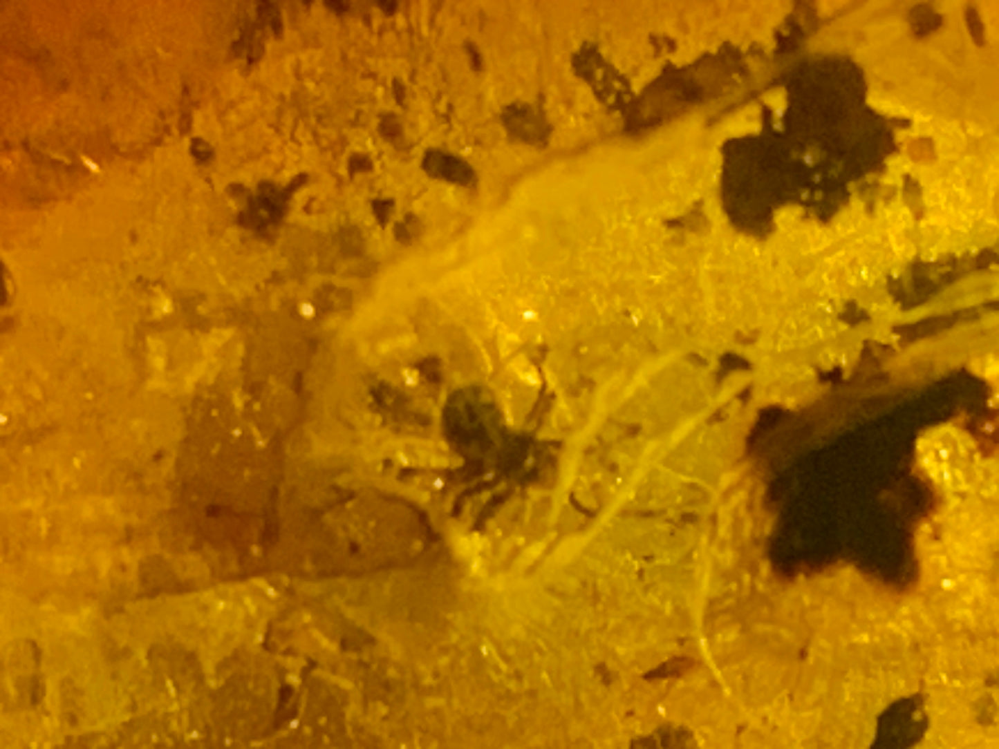 Amber, pebble with spider inclusion, 40mm x 20 x 10 - 4.1 grams. Superb piece for jewelry or collection!